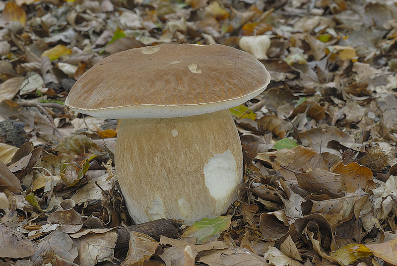 Boletus reticulatus